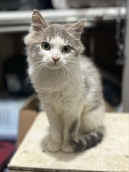 Молодесенький котик в добрі руки