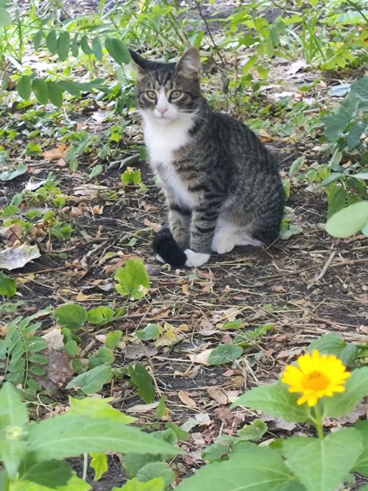 кіт шукає родину кошенята котята