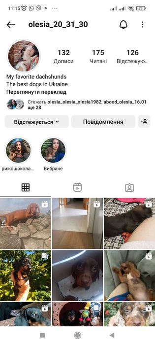 Руді карликові таксочки