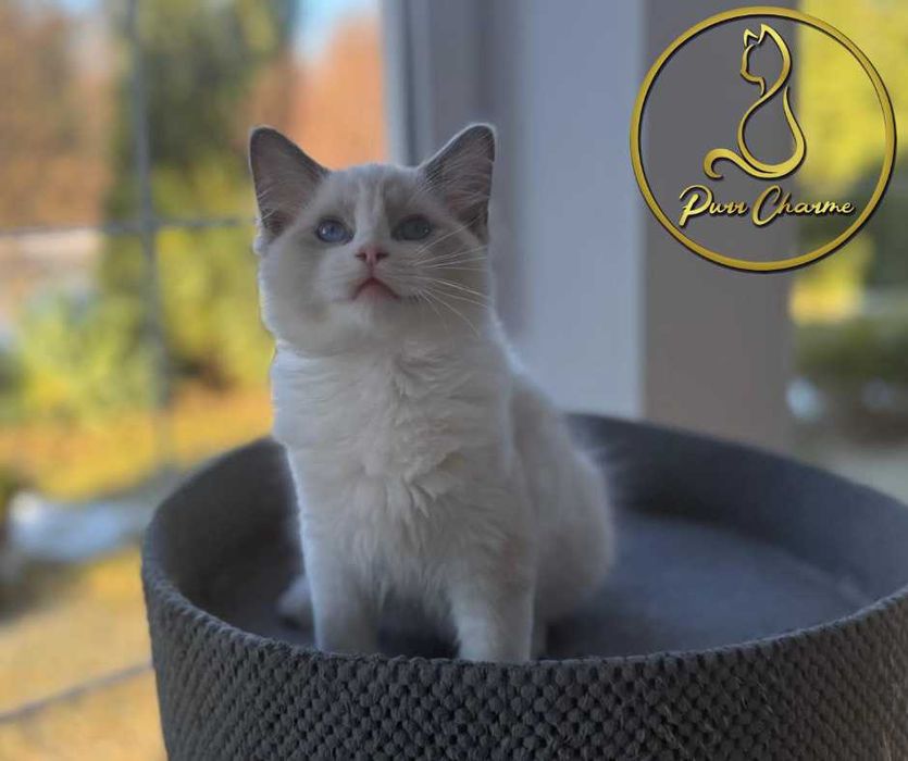 Uroczy kocur ragdoll rodowód FPL FiFe słodki