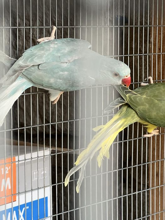 Ring Necks 2025 / Azul Canela CC