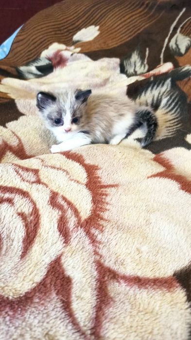 Котенок породы Сноу шу