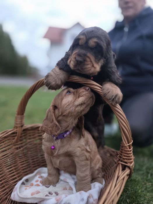 Cocker Spaniel Angielski