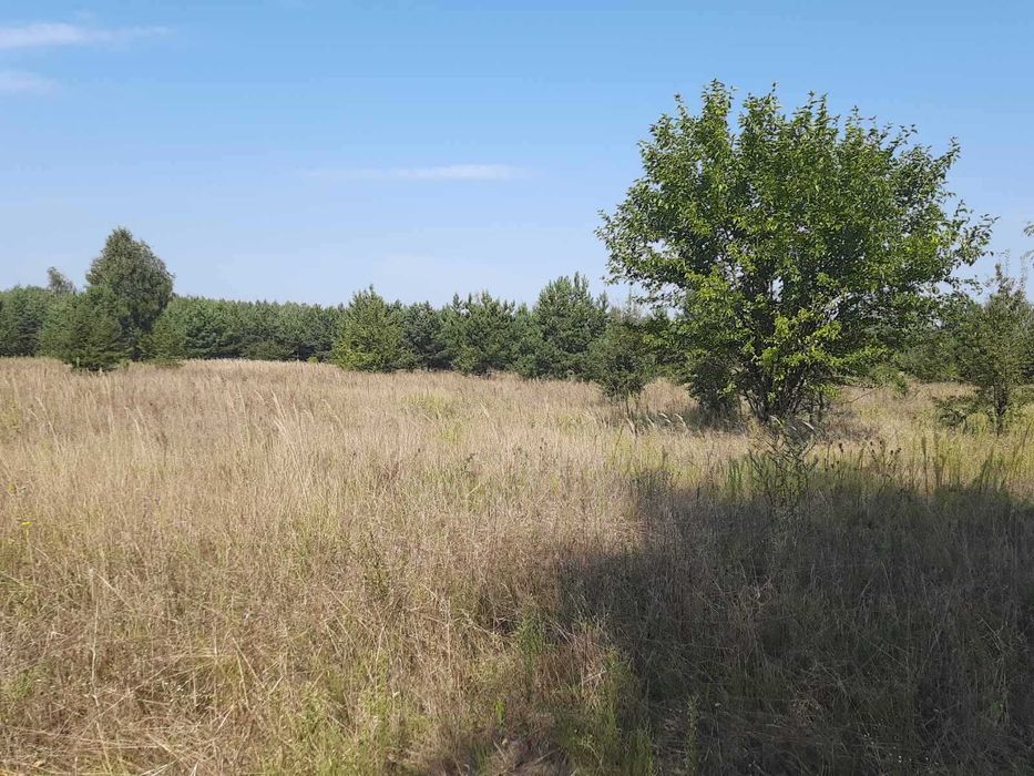 Лісовичі ( Вишгородський) 6 га, ОСГ,  з лісом на ділянці