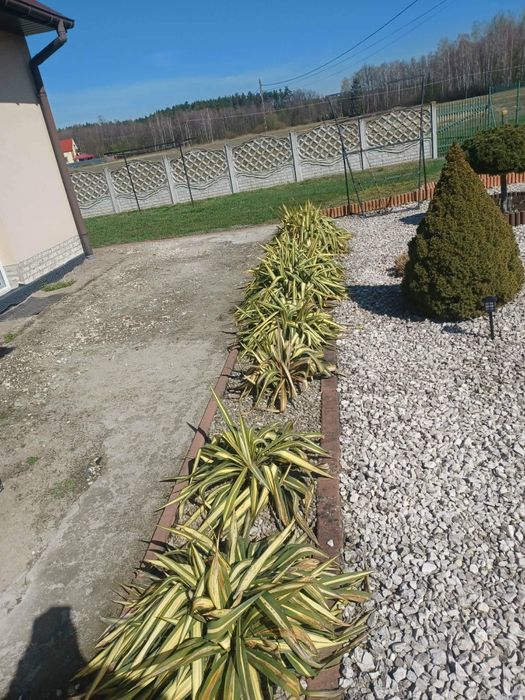 Juka karolińska kilka sztuk