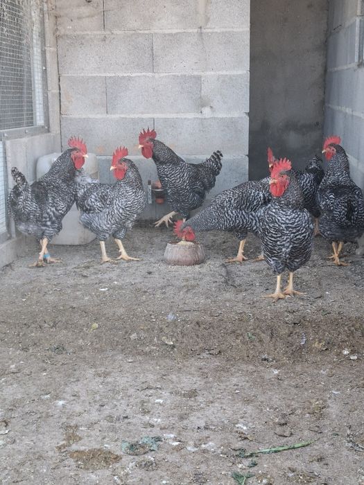 Galos pedrês portuguesa