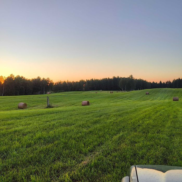 Mix życic, szybko rosnąca. WYSYŁKA GRATIS!!