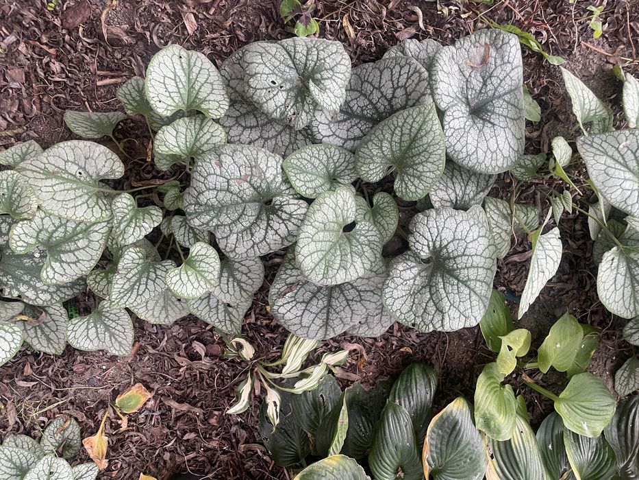 Miodunki,Byliny wieloletnie i inne