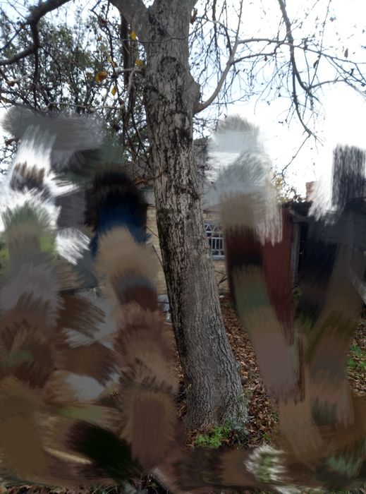 Стовбур горіха кругляк