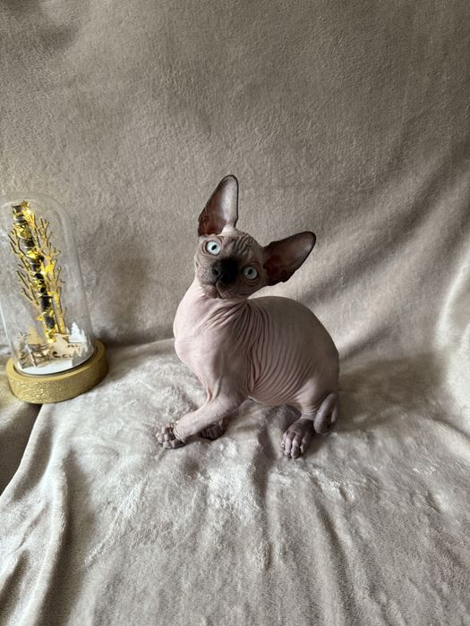 Gatinho sphynx canadiano