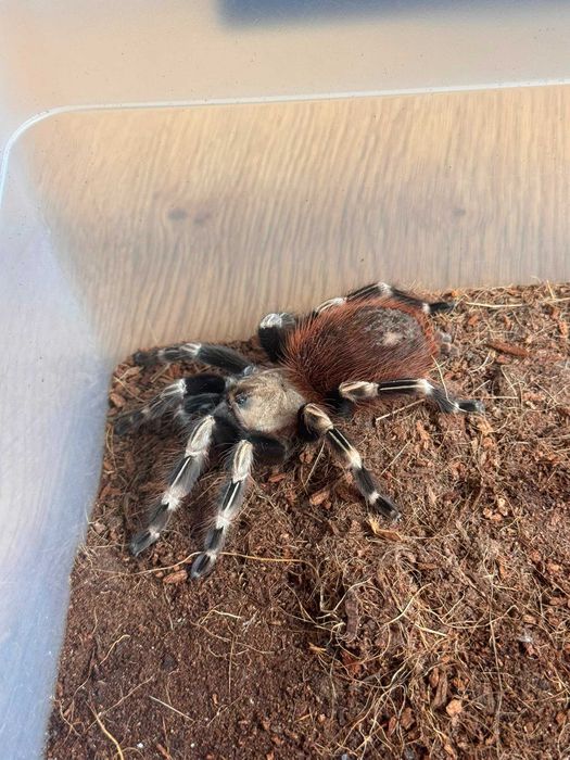 Samica ptasznika Nhandu chromatus | ok. 6 cm DC