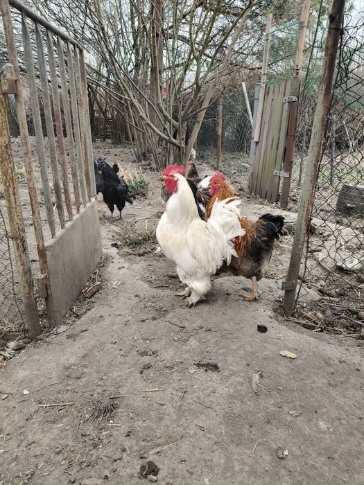 Koguty kochin olbrzymi