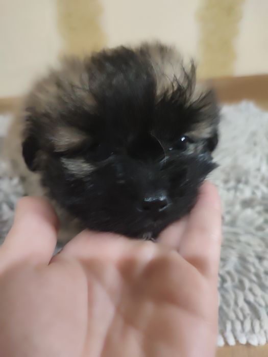 Ши тцу цуценята метиси