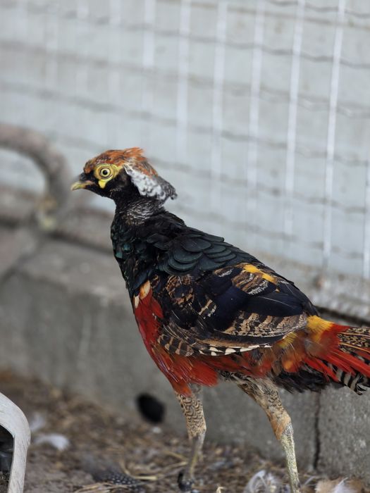 Faisão muito lindo ja com todas as cores