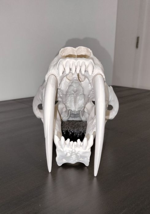 Tigre Dente de Sabre - Crânio