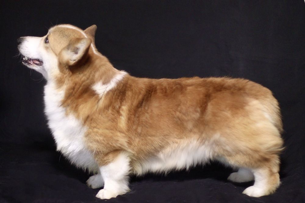 Выческа,купание, стрижка ваших любимцев разных размеров