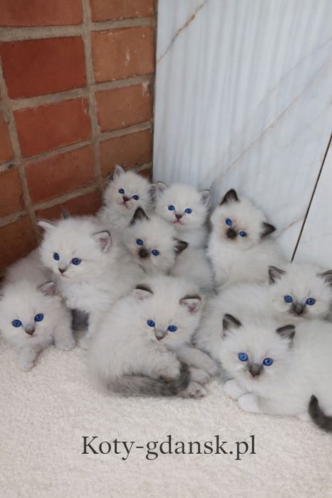 Ragdoll WCF/PZF.PROFESJONALNA hodowla, badania Genetyczne,