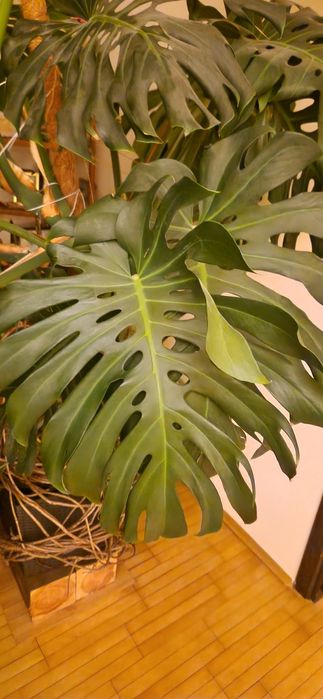 Monastera gigant z donicą