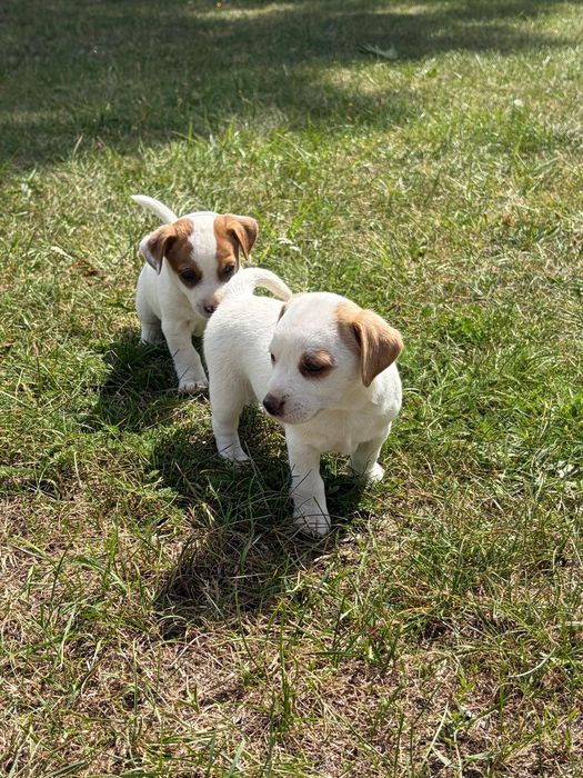 Jack Russell Terrier