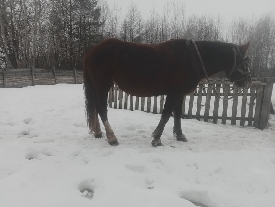 Продам кобилу 7 років