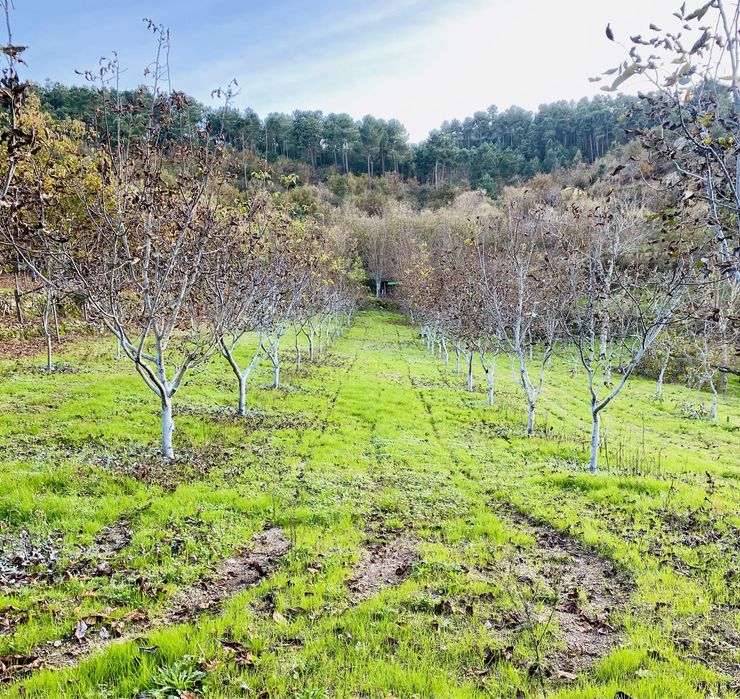 Quinta na Região do Douro Resende