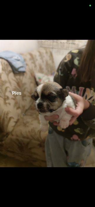 Odam za darmo pieski