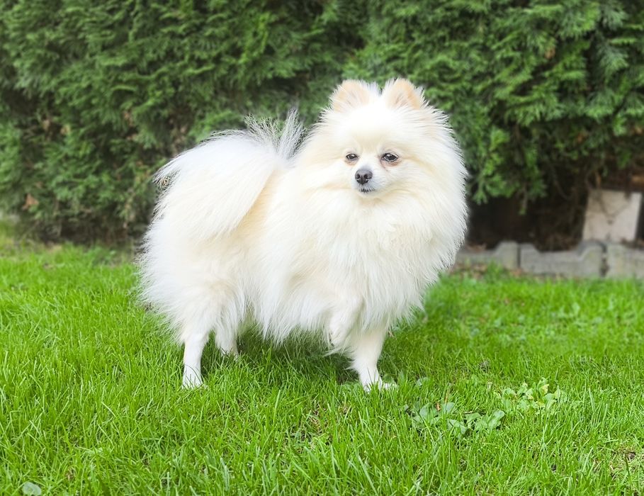Szpic miniaturowy Pomeranian suczka