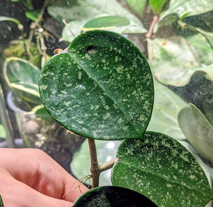 Hoja Zestaw odmian kolekcjonerskich