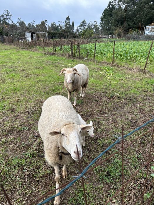Vendo ou troco carneiro com um ano e meio.