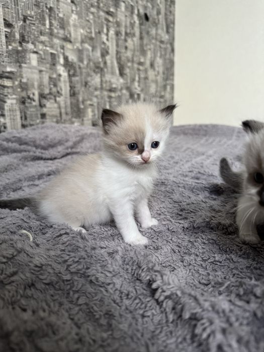 є можливість відправити у Хмельницький Кошенята невска маскарадна
