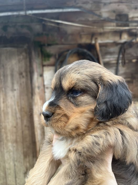 Цуценята спаніель