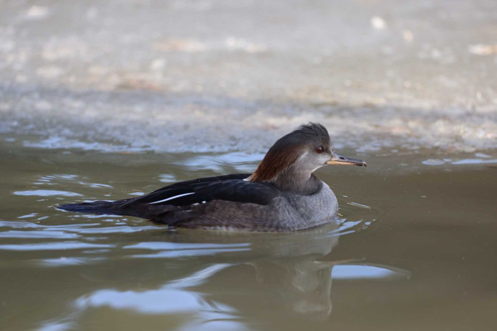 Kaczka Tracz Kapturnik SAMICA
