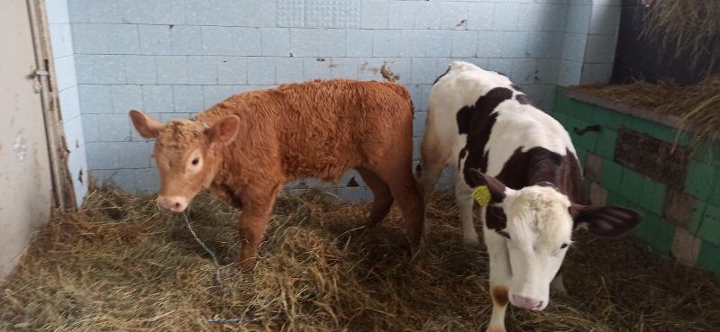 Sprzedam  2byczki rasy mięsnej i krowę