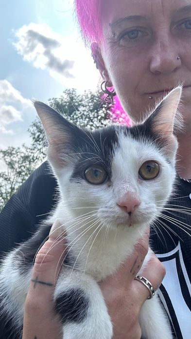 Piękne kotki szukają domu