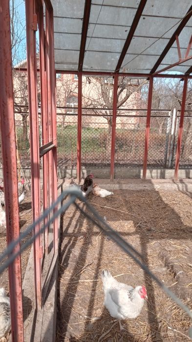 Молодий домашній півник.