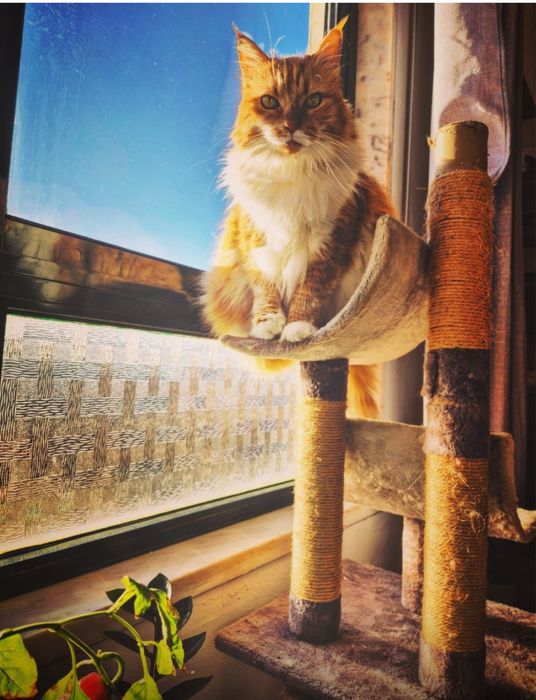 Catsitter Lisboa