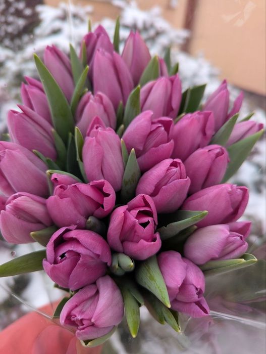 Тюльпани зрізні опт горщики,квіти