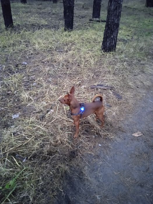 Цвергпинчер кобель для вязки