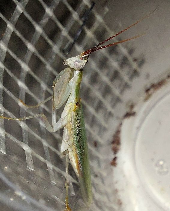 Pseudoharpax virescens samiec imago