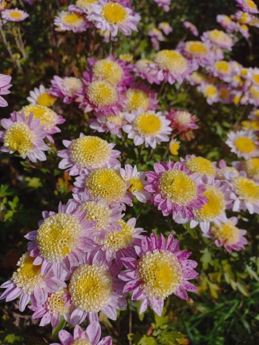 Хризантема гілячкова, мультифлора