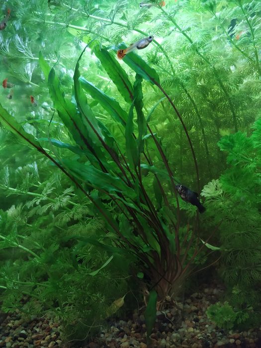 Sprzedam Roślinki do akwarium Kryptokoryna Wendta (zwartka)