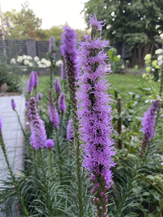 Nasiona liatry kłosowej  bylina