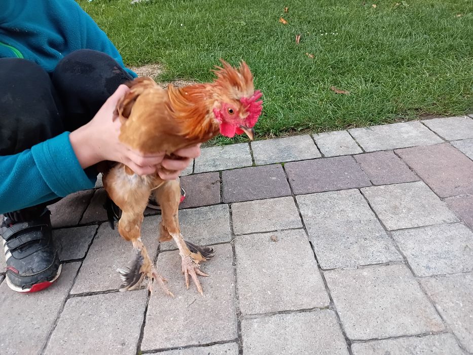 Kuraki  liliputki, pięciomiesięczne