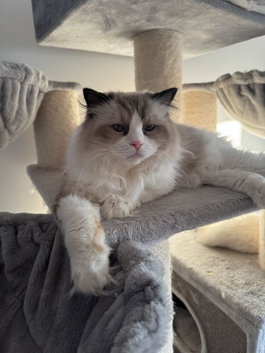 Ragdoll dwu letni kocurek