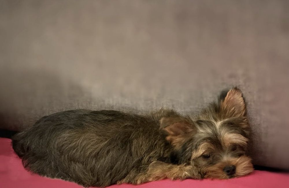Yorkshire Terrier ocean pearl