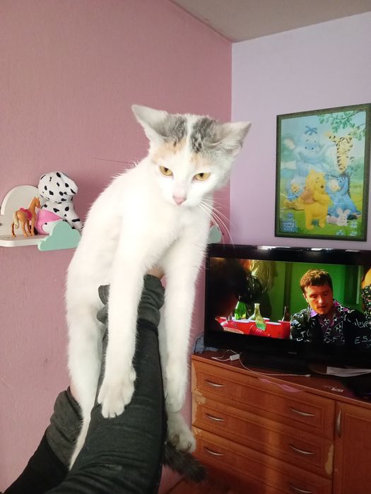 Oddam w dobre ręce kotkę