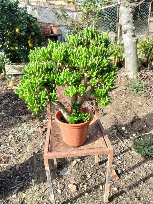 Vendo plantas bonitas apartir de 10€