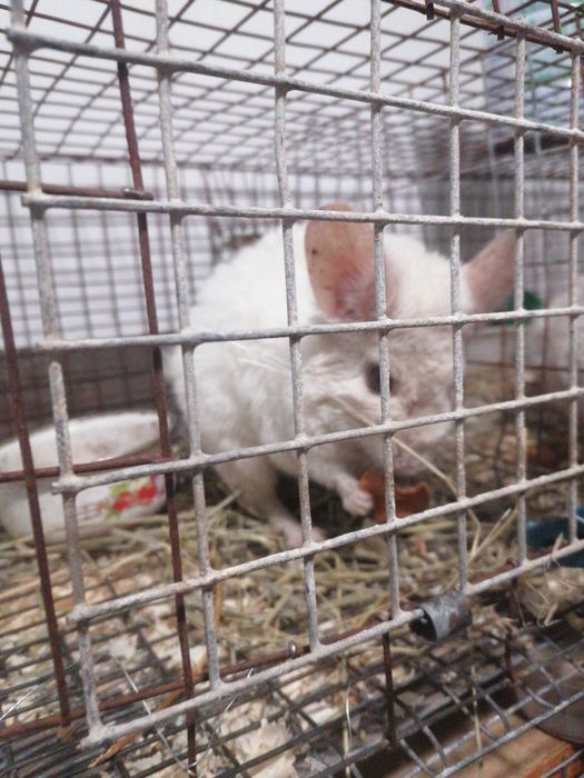 Віддам пару пухнастий гризунів