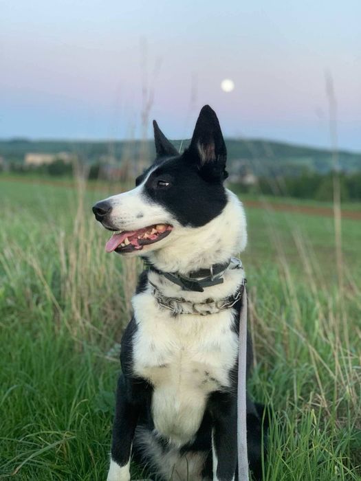 BIGOS (suczka) szuka domu