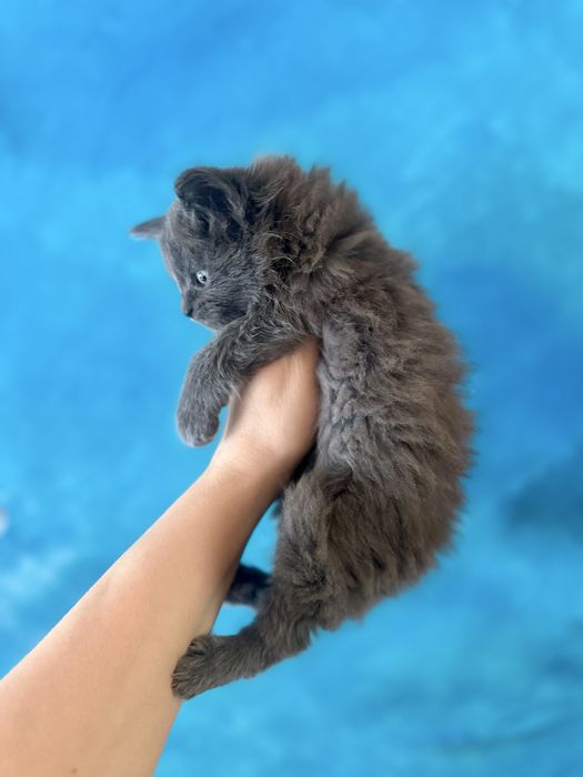 Kotka niebieska solid Maine Coon